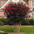 2 Red Crape Myrtle Trees - 12-18" Tall Live Plants - Flowering, Fast Growing, Ornamental Crepe Myrtle Bushes/Shrubs - Lagerstroemia Indica - (2 Pack)