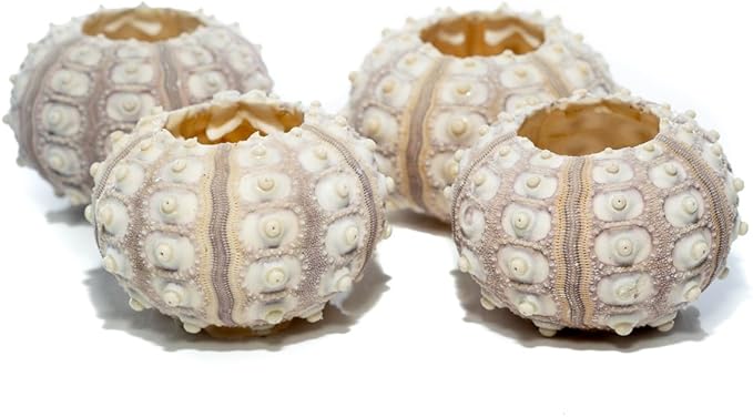 Nautical Crush Trading Sea Urchins Shells for Air Plants - 4 Purple Sputnik (1.5-3") Sea Urchin Shells - Hanging Air Plant Holder - Air Plants Live Holders - Air Plant Pot - No Plants Included