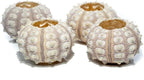 Nautical Crush Trading Sea Urchins Shells for Air Plants - 4 Purple Sputnik (1.5-3") Sea Urchin Shells - Hanging Air Plant Holder - Air Plants Live Holders - Air Plant Pot - No Plants Included