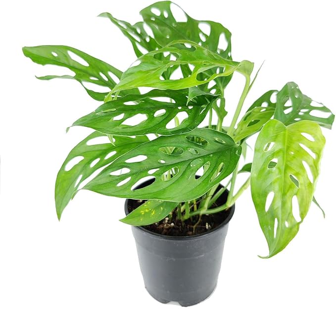 Monstera Adansonii 'Swiss Cheese' (4 inch) - Air-Purifying Houseplants - 4/6 inch Unique Live Decorative Houseplants - Low-Maintenance Indoor Plants, House Warming Gift, Natural Air Purifier