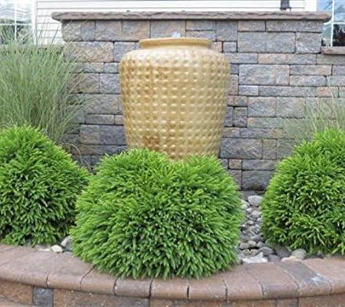 Globosa Nana Dwarf Cryptomeria (Japanese Cedar) - Live Plant - (1 QT)