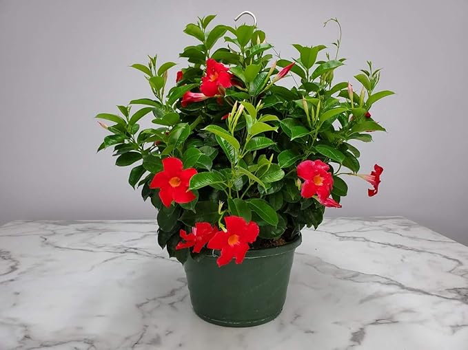 Tropical Plants of Florida Coral Dipladenia Hanging Basket 12 Inch Live Flowering Plant, 14 Inch Wide by 18 Inch Tall, Vibrant Coral Blooms for Patio Porch or Balcony