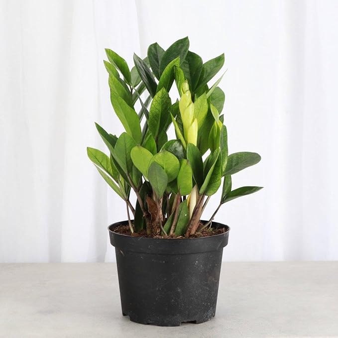 RedCrocus Chameleon ZZ Plant- Variegated Zamioculcas zamiifolia Indoor Plant, Pet Safe, Low Maintenance, Decorative Foliage, Container Friendly, Indoor Office & Shade Garden 6" Pot