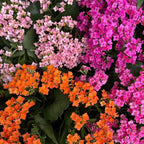 1000 pcs Kalanchoe blossfeldiana Seeds - Vibrant Blooming Drought Resistant Succulent Seeds for Indoor Gardening, Outdoor Planters & Desk Decor