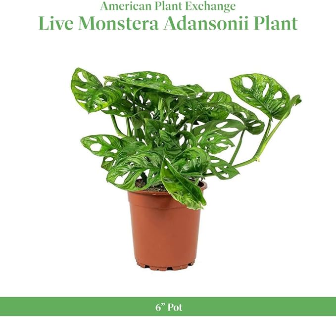 American Plant Exchange Monstera Adansonii 6-Inch – Live Swiss Cheese Vine Plant, Easy-Care Trailing Houseplant, Low-Maintenance Air-Purifying Greenery for Home, Office & Garden Décor