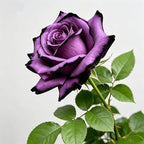 Rare Roses Seeds, 500 Pcs, Sunset Colored Blooming Plants for Garden Flower Beds, Borders & Cut Flowers, Prolific Outdoor Rose Seeds Thriving in Full Sun & Well-Draining Soil (Purple)