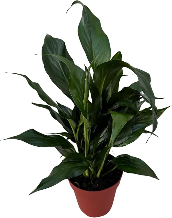 PLANTVERS Peace Lily in a 4” Grow Pot – Live Spathiphyllum – Flowering Air Purifying Plant – Easy Care & Low Maintenance Houseplant – Blooming Gift Plant (Peace Lily in a 4" Grow Pot)