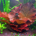 Marcus Fish Tanks - 3X Tiger Lotus Lily Nymphaea Lotus - Live Aquarium Plants - Freshwater Aquatic Plant