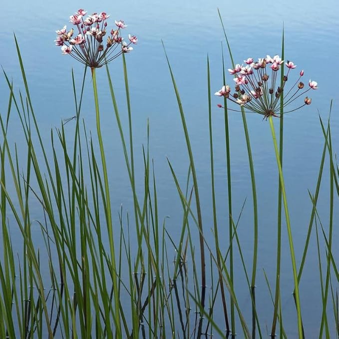 Flowering Rush, a Great Live Pond Plant for Your Water Garden. Filters The koi and Goldfish Pond. Good for Bogs, Plant Shelf or Shallow Water This marginal Aquatic is a Real Beauty