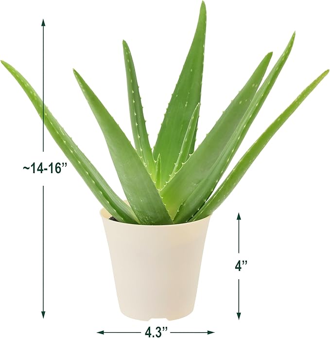 Arcadia Garden Products Live Aloe Vera Succulent Easy Indoor Houseplant in Plastic Pot, Air Purifying Ornamental Plant Gift for Home and Garden Decor, 4 Inch
