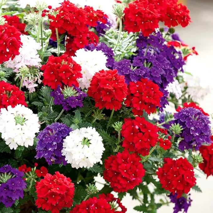 3 Mixed Verbena Plants Live, Hardy Perennial Flower, 4-8 Inches Tall, Outdoor Garden Plant
