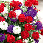 3 Mixed Verbena Plants Live, Hardy Perennial Flower, 4-8 Inches Tall, Outdoor Garden Plant