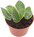Hoya Macrophylla (Outer Variegated) - 6" from California Tropicals