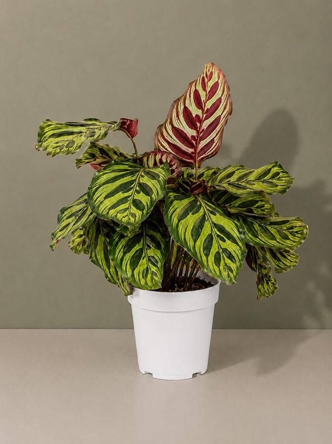 Calathea Peacock Live Plant, Prayer Plants Live HouseplaInts, Indoor Plant for Home Decor, Colorful Calathea Desk Plant
