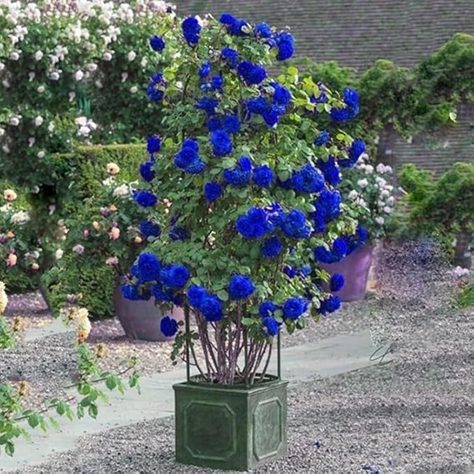 50+ Climbing Rose Seeds Flowers Vine Garden Planting