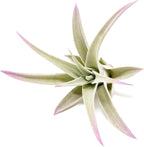Lavender Colorful Tillandsia Air Plants - Long Lasting Color Enhanced Live Tillandsia Succulent House Plants - Home and Garden Decor - Easy Care Indoor and Outdoor Plants