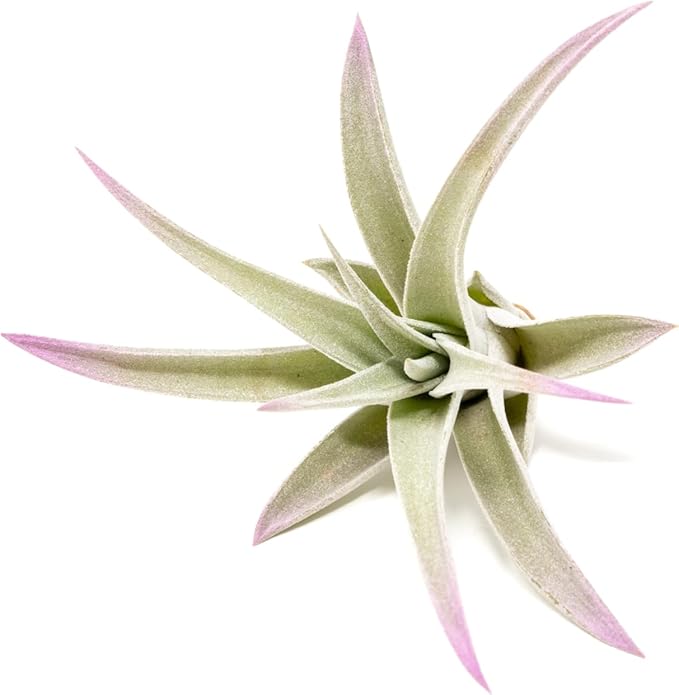 Lavender Colorful Tillandsia Air Plants - Long Lasting Color Enhanced Live Tillandsia Succulent House Plants - Home and Garden Decor - Easy Care Indoor and Outdoor Plants
