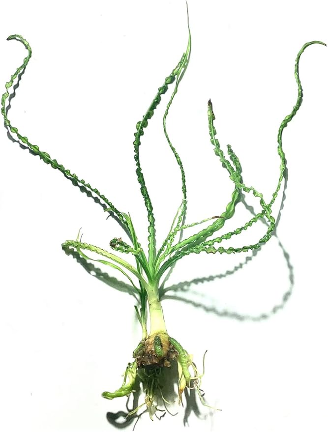 Marcus Fish Tanks Crinum Calamistratum Easy to Grow Hardy Live Aquarium Plant Betta Fish Plants