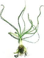 Marcus Fish Tanks Crinum Calamistratum Easy to Grow Hardy Live Aquarium Plant Betta Fish Plants