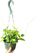 Hoya Fitchii - Rare & Easy-to-Care Wax Plant | Stunning Veined Foliage | Indoor Air Purifying Plant | Live Houseplant | CA Seller (Multiple Plants/Stems, 6" Hanging Pot)