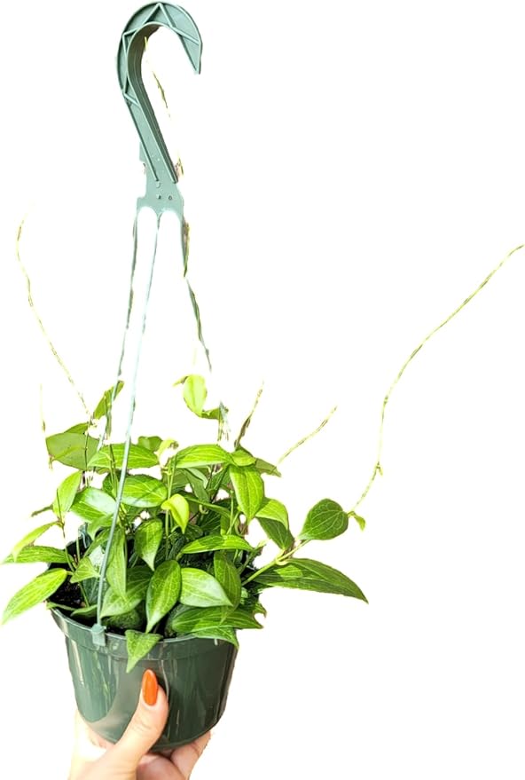 Hoya Fitchii - Rare & Easy-to-Care Wax Plant | Stunning Veined Foliage | Indoor Air Purifying Plant | Live Houseplant | CA Seller (Multiple Plants/Stems, 6" Hanging Pot)