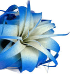 XL Xerographica Colored Air Plant, Live Tillandsia House Plant, Easy Care Indoor Outdoor, Great Gift, Healthy Arrival Guaranteed (Blue)