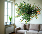 Trailing Goldfish Plant Live, Pet Friendly, Live Indoor Plant, 4 inch Pot - Hopewind Plants Shop