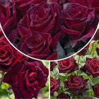 Rose Live Plant, Roses Flower Plant, Fragrant Flower for Planting, 4-6 Inches Tall, Bush Shrub Plants, Well Rooted, Ready to Grow (Velvet Red Rose)