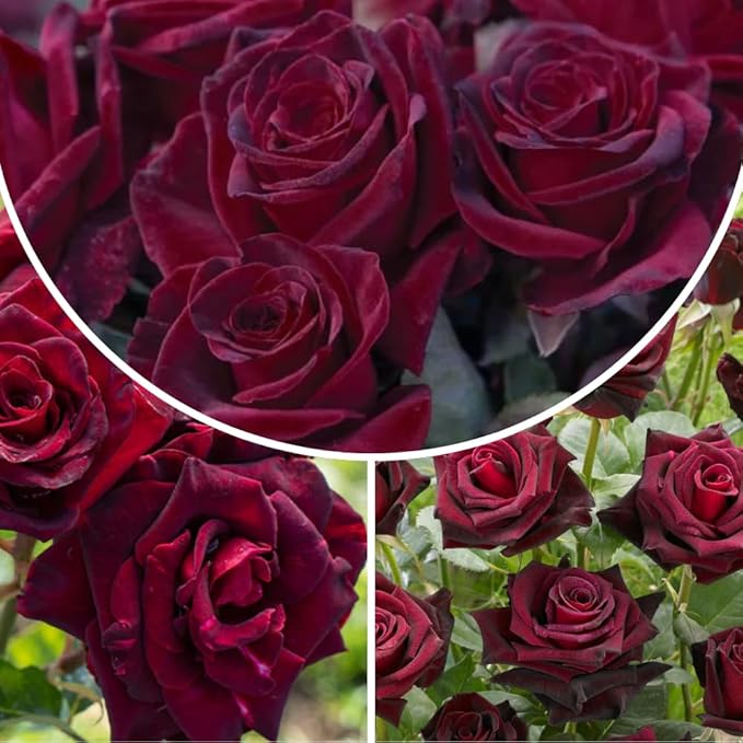 Rose Live Plant, Roses Flower Plant, Fragrant Flower for Planting, 4-6 Inches Tall, Bush Shrub Plants, Well Rooted, Ready to Grow (Velvet Red Rose)