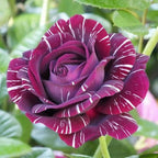 Purple White Stripe Climbing Rose Live Plant, Can Grow As Rose Bushes Shrubs, Fragrant Ready to Plant, Starter Size, 5 to 10 Inc Tall, Dormant in Winter