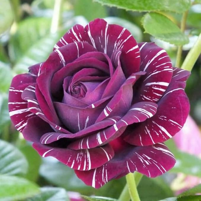 Purple White Stripe Climbing Rose Live Plant, Can Grow As Rose Bushes Shrubs, Fragrant Ready to Plant, Starter Size, 5 to 10 Inc Tall, Dormant in Winter