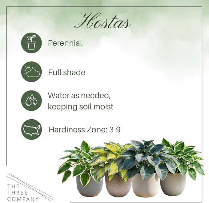 Live Perennial Hosta - Blue Mouse Ears (3 Plants Per Pack) Beautiful Accent Plant, 10" Tall by 4" Wide in 1 Qt Pot