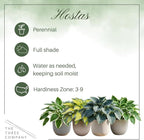 Live Perennial Hosta - Golden Tiara (3 Plants Per Pack) Beautiful Accent Plant, 10" Tall by 4" Wide in 1 Qt Pot