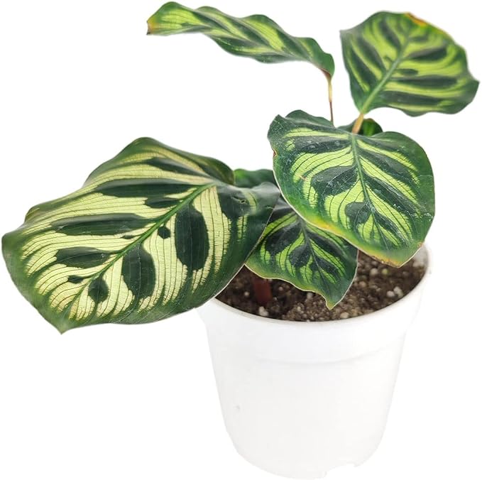 Calathea Makoyana Peacock (4'' Grower Pot) - Air Purifying and Live Healthy Houseplant - Easy to Grow, Easy to Care Indoor Houseplant