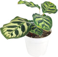 Calathea Makoyana Peacock (4'' Grower Pot) - Air Purifying and Live Healthy Houseplant - Easy to Grow, Easy to Care Indoor Houseplant