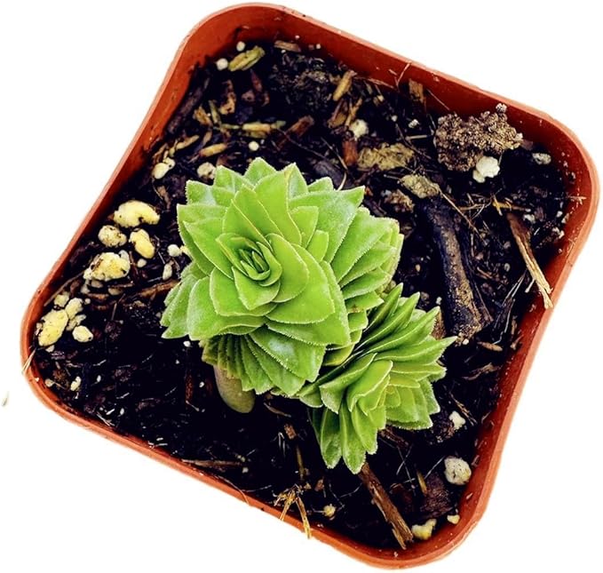 Live Succulent Cactus Plants (2" Pot Crassula Estagnol Spiralis)