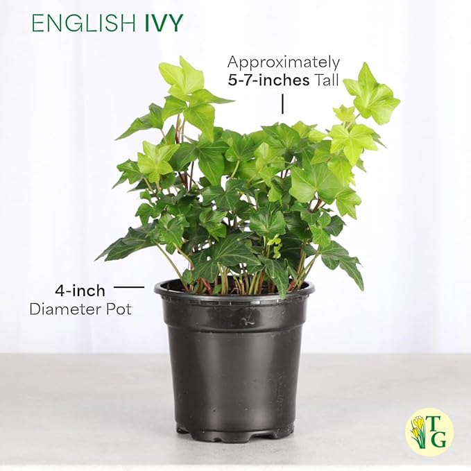 Thorsen's Greenhouse Live Green English Ivy Plant, Hedera Helix, Natural Air Purifier, Easy to Grow, Live Indoor Houseplant, 4" Diameter Pot (Coffee)