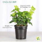 Thorsen's Greenhouse Live Green English Ivy Plant, Hedera Helix, Natural Air Purifier, Easy to Grow, Live Indoor Houseplant, 4" Diameter Pot (Natural)