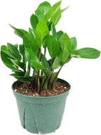 ZZ Plant (6" Grower Pot) - Low Light and Healthy Houseplant - Easy to Care, Easy to Grow Plants for Beginners - Live Healthy Houseplant for Home Office Decoration - Air-Purifying Indoor Plant