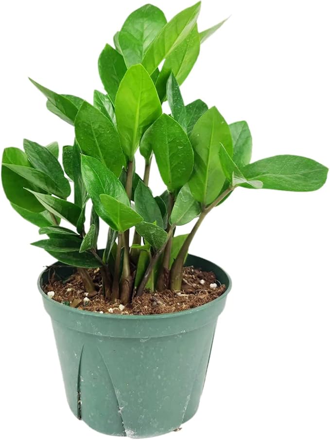 ZZ Plant (6" Grower Pot) - Low Light and Healthy Houseplant - Easy to Care, Easy to Grow Plants for Beginners - Live Healthy Houseplant for Home Office Decoration - Air-Purifying Indoor Plant