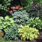 6 Pack Mixed Hosta Bare Root Variety Pack – 1000's Sold – Shade Loving Perennials with Lush Green Foliage – Easy to Grow & Ships Fresh - Low Maintenance