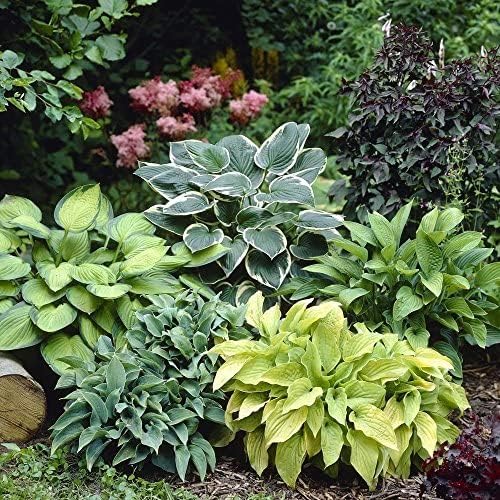 6 Pack Mixed Hosta Bare Root Variety Pack – 1000's Sold – Shade Loving Perennials with Lush Green Foliage – Easy to Grow & Ships Fresh - Low Maintenance