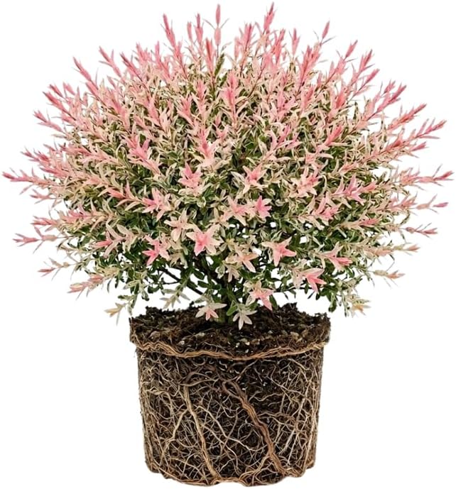 Tri Colored Dappled Willow Shrub Plant Live, 1 Quart Pot, Easy Care Salix Integra “Hakuro Nishiki”, Variegated Foliage for Hedges, Borders & Outdoor Landscaping