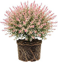 Tri Colored Dappled Willow Shrub Plant Live, 1 Quart Pot, Easy Care Salix Integra “Hakuro Nishiki”, Variegated Foliage for Hedges, Borders & Outdoor Landscaping