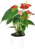 Live Indoor Flowering Houseplants, Anthurium Red in 4" Grower Pot, Easy Care Houseplants