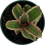 ragnaroc Live Plants – Bromeliad Neoregelia Gizmo, 4-8" in 3" Pot - 1ct - Live Arrival Guaranteed - House Plants for Home Decor & Gift