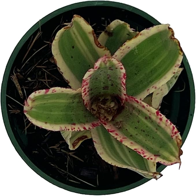 ragnaroc Live Plants – Bromeliad Neoregelia Gizmo, 4-8" in 3" Pot - 1ct - Live Arrival Guaranteed - House Plants for Home Decor & Gift