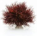 Sea Lily Crimson
