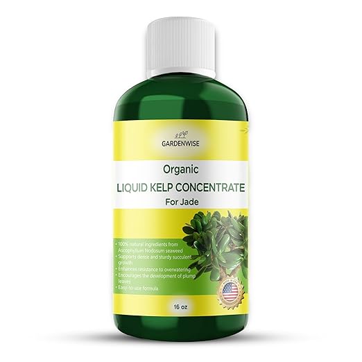 GARDENWISE Organic Premium Kelp Seaweed Fertilizer for Jade - Liquid Fertilizer - Liquid Plant Food - Nutrient-Rich Soil Enhancer - Natural Plant Food for Jade Plant (16 OZ)