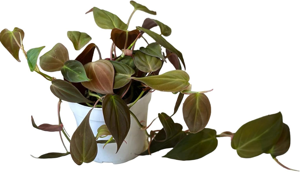 Philodendron Live Plant, Air Purifying, Easy Care, Easy to Grow, Rare Variety, Live Indoor Plant, 4 inch Pot (Philodendron Micans)